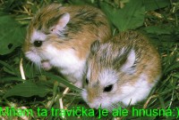 /album/vtipne-obrazky-/kupu-jpg/
